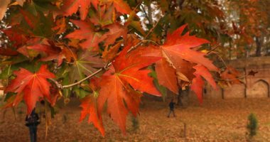 كشمير تتجمل بالخريف الذهبى.. الأشجار تتزين بالألوان المبهجة