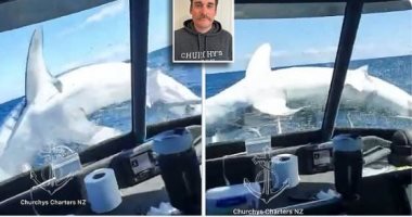 لحظة جنونية ومرعبة.. سمكة قرش تقفز على متن قارب بنيوزيلندا "فيديو وصور"
