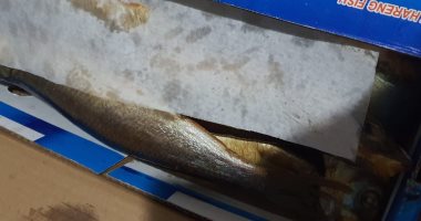 "بيطري كفر الشيخ" تضبط طن أسماك مجهولة المصدر ولحوما غير صالحة للاستخدام