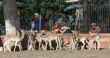 12 معلومة عن حديقة الحيوان المفتوحة بالفيوم بمشروع "ملاذ آمن للحياة البرية"