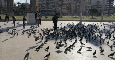 أهالى بورسعيد يستمتعون بتجمعات أسراب الحمام فى ميدان الشهداء.. فيديو وصور 