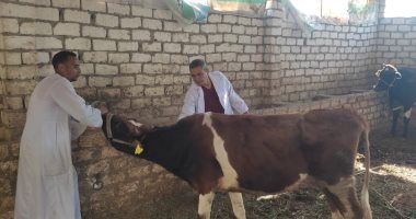 مدير بيطرى الأقصر يكشف تفاصيل تحصين الماشية فى سوق أبو قليعي بأرمنت.. صور