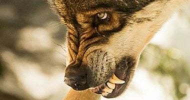 حقائق لا تعرفها عن الذئاب.. بارة بأبويها والأكثر ذكاءا ووفاء بين ...