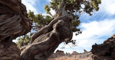 "باترياركا".. أقدم شجرة فى أوروبا تقع بجزر الكنارى ويبلغ عمرها أكثر من 1400 سنة