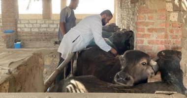 تحصين أكثر من 102 ألف رأس ماشية فى بنى سويف لمواجهة الحمى القلاعية 