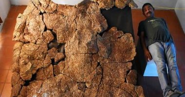  العثور عن آثار أحفورية لواحدة من أكبر السلاحف فى تاريخ الأرض