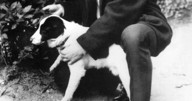 صدق أو لا تصدق.. كلب يعثر على كأس العالم بعد سرقته عام 1966
