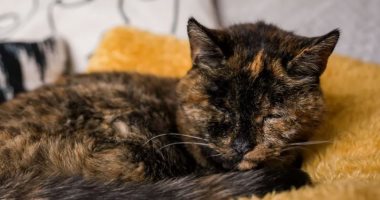 القطة "فلوسى" تدخل موسوعة جينيس كأكبر قطة حية فى العالم