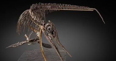 طرح حفرية "إكثيوصور" عمرها 180 مليون سنة للبيع فى مزاد.. اعرف سعرها المتوقع
