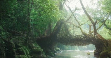 الجسور الحية.. شعب كاسى الهندى يصنع أعجوبة طبيعية من أشجار الغابات "صور"