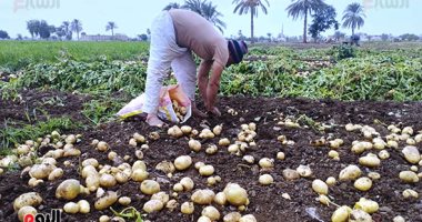 أشهرها "أرزونا وصفية".. شاهد موسم حصاد البطاطس فى المنيا.. صور