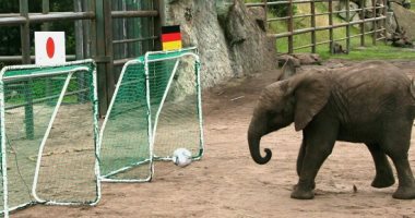 حيوانات وطيور شاركت فى توقعات مباريات كأس العالم.. أبرزها الفيل نيللى 