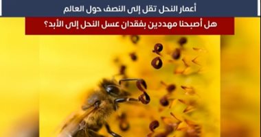 أعمار النحل تقل للنصف حول العالم.. هل أصبحنا مهددين بفقدان العسل؟ "فيديو"