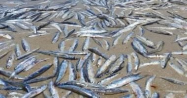 نفوق آلاف الأسماك على شاطئ أسترالى لسبب غير معلوم