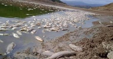نفوق آلاف الأسماك فى بحيرة أرجنتينية بسبب الجفاف