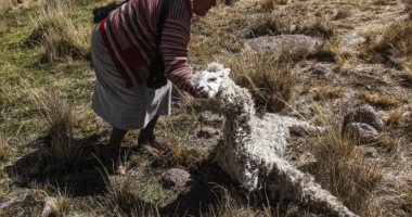 بيرو تعلن حالة طوارئ غذائية 60 يومًا.. ونفوق حيوانات الألبكة بسبب الجفاف  