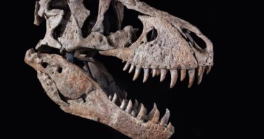 طرح جمجمة ديناصور عمرها 67 مليون سنة للبيع بـ 20 مليون دولار