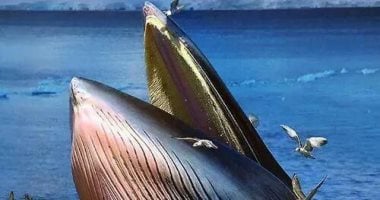 دراسة تكشف "سر ضخامة الحيتان" .. أعرف التفاصيل