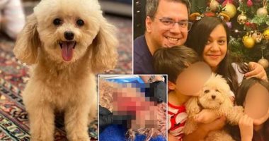 عائلة أمريكية تقاضى فندقًا للحيوانات لنفوق كلبتهم فى هجوم من 16 كلبًا.. صور