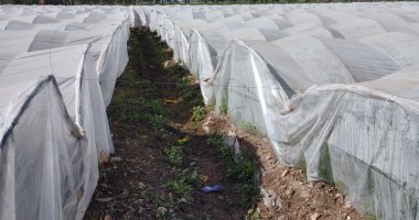 زراعة الملوخية بالصوبة الزراعية في المنيا.. تكلفة الفدان تصل 10 آلاف جنيه