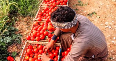 كيلو الطماطم بين 2.75 إلى 5 جنيهات بالأسواق اليوم الثلاثاء