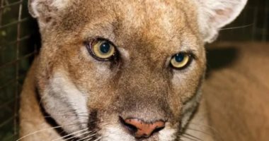 مسئولو الحياة البرية فى لوس أنجلوس ينفذون عملية قتل رحيم لـ"قط هوليوود" الشهير