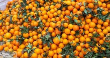 مزارع الأقصر تستعد لموسم جمع البرتقال معشوقة الطقس البارد بالمنازل.. صور