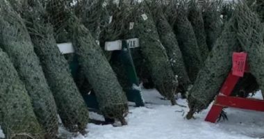 إيطاليا تعانى من نقص أشجار "عيد الميلاد " بسبب تغير المناخ والجفاف 
