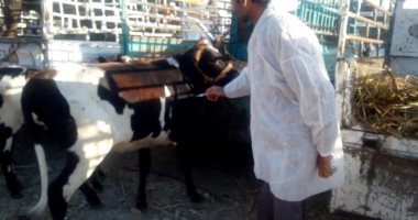 "بيطرى الأقصر" يحصن الماشية بسوق أرمنت ضد الحمى القلاعية والوادى المتصدع