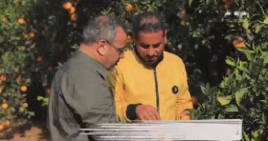 جابر القرموطي يرصد رحلة البرتقال المصري من المزارع إلى التصدير