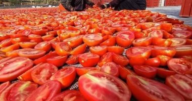 صورة اليوم.. الأقصر تطلق موسم تجفيف الطماطم فى المناشر لتصديرها للخارج