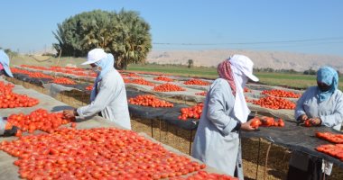 "الحمراء المجففة".. الأقصر تبدأ موسم تجفيف الطماطم بالمناشر لتصديرها للخارج