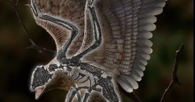 علماء يعثرون على أحفورية حيوان برأس ديناصور وجسم طائر.. فيديو وصور
