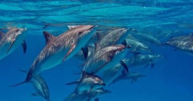 أشهرها الدولفين الدوار.. دلافين البحر الأحمر تجذب آلاف السياح (صور)