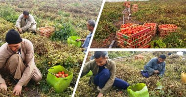المجنونة الحمرا.. حصاد محصول الطماطم بالمنيا والفدان ينتج 1200 قفص