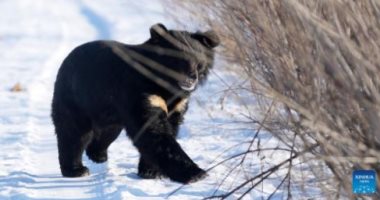 دب القمر النادر.. الصين تحافظ على الدببة السوداء خوفا من شبح الانقراض