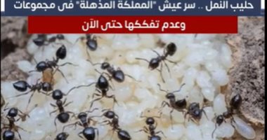 حليب النمل.. سر عيش "المملكة المذهلة" فى مجموعات وعدم تفككها