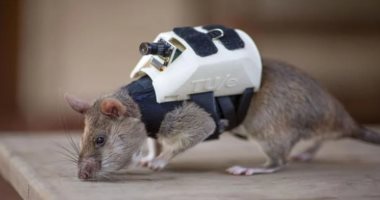 علماء هنود يبتكرون "فئران سايبورج" للمساعدة فى عمليات الأمن والاستخبارات