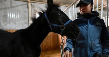"جوانج جوانج".. أول حصان مستنسخ فى الصين لخفض تكاليف "الفروسية"