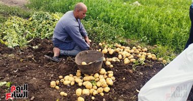 "خير مزارع مصر".. محصول بطاطس العروة الشتوية الأكثر تصديرا والفدان ينتج 12 طنا