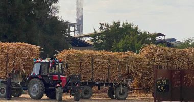 البوكس نيوز – مزارعو الأقصر يوردون القصب لمصنع سكر أرمنت.. صور