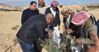 تنفيذ حملات إرشادية لمكافحة آفات أشجار الزيتون بوسط سيناء