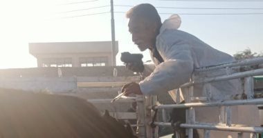 بيطرى الأقصر تشكل لجنة لفحص الماشية بسوق أرمنت ضد الحمى القلاعية