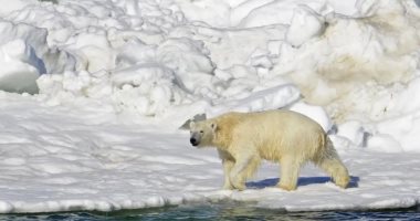ابتكار نسيج جديد مستوحى من الدب القطبى أخف بنسبة 30٪ من القطن وأكثر دفئًا 
