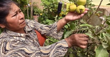 نساء بوليفيا تكافح الفقر وارتفاع الأسعار بزراعة الخضروات والفواكه بالمنازل