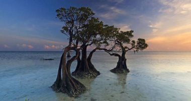 الأشجار الراقصة.. لقطات مذهلة لجزر النباتات فى إندونيسيا