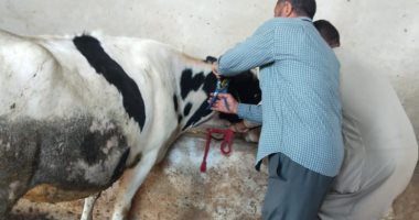 حملة قومية لتحصين 157 ألف رأس ماشية ضد الجلد العقدى وجدرى الأغنام بكفر الشيخ