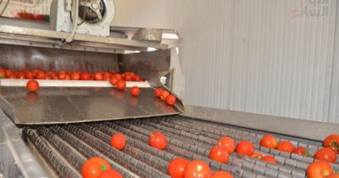 من أرض الأجداد لإيطاليا والبرازيل.. تجفيف الطماطم بالأقصر استعدادا للتصدير دوليا