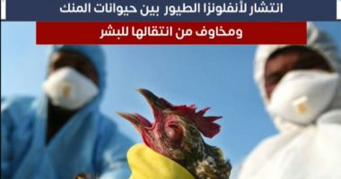 تطور مقلق لأنفلونزا الطيور .. مخاوف من تحول الفيروس لـ"وباء بشرى".. فيديو