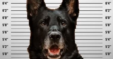 "خطف أكل الضابط".. كلب شرطة متهم بالسرقة فى أمريكا ورواد السوشيال ميديا يعترضون